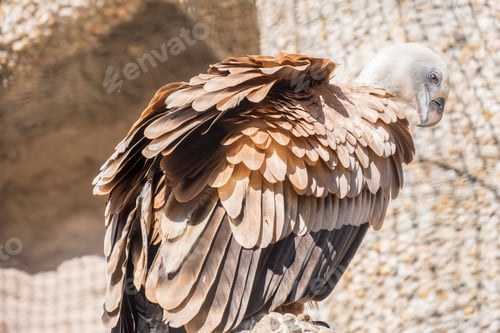 Preview: Portrait of a Griffon Vulture perched against a textured backdrop