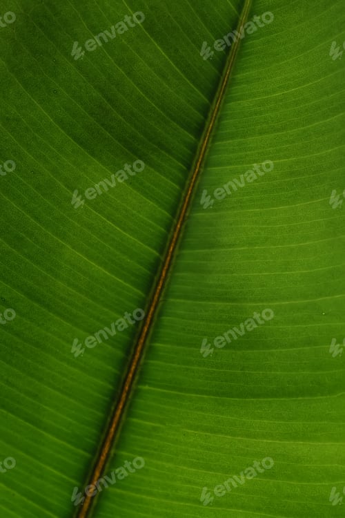 Preview: The leaf of the house plant is close.