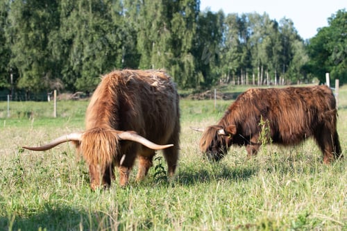 Preview: Scottish highland