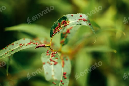 Preview: green leaves of willow with red unusual spots, ecology concept