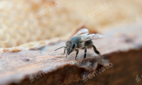 Preview: working bee