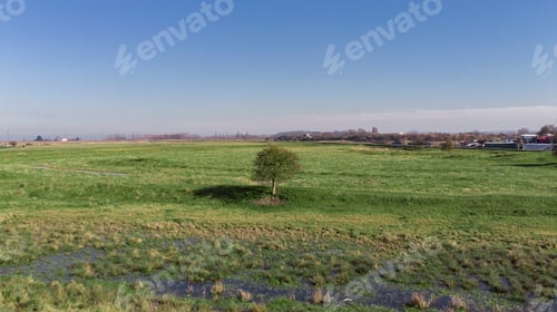 Preview: Tree in the Marshes