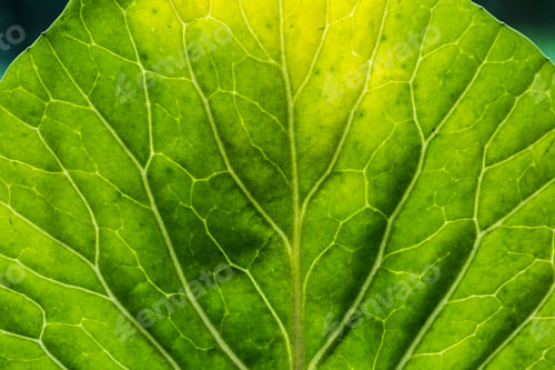 Preview: Closeup of green leaf