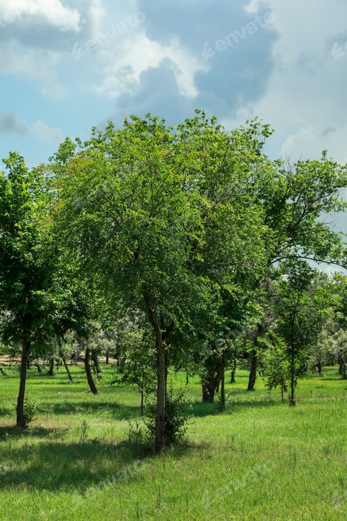 Preview: Beautiful young trees with lush green foliage outdoors on sunny day