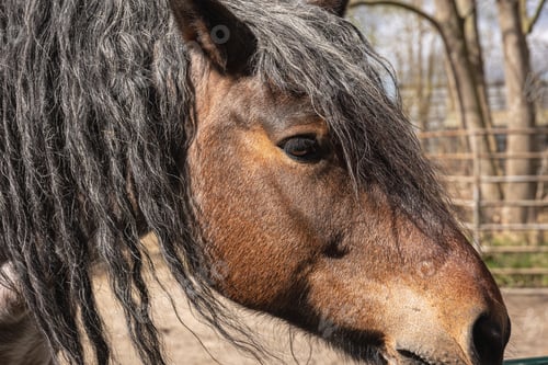 Preview: Close-up, sad muzzle of a pony in a zoo.