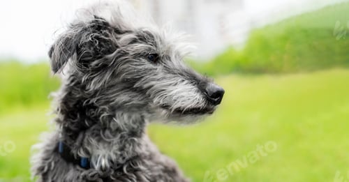 Preview: portrait of mixed breed dog bedlington terrier whippet gray fluffy senior dog resting on green grass