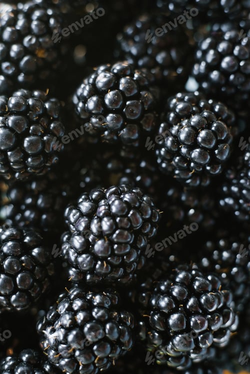 Preview: Background from Fresh Blackberries. Lot of Ripe Juicy Wild Fruit Berries Lying on the Table