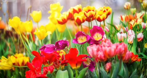 Preview: Multicolored spring flowers - tulips with selective focus. Flower background