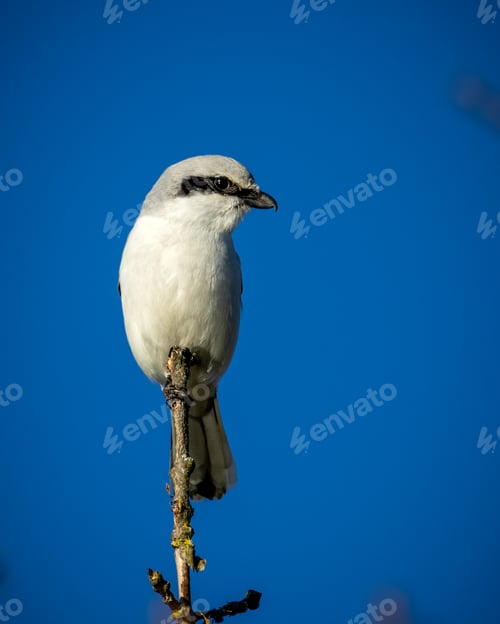 Preview: a white bird with black and grey feathers sitting on a twig