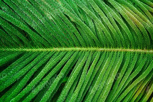 Preview: Big green leafs with sky in background