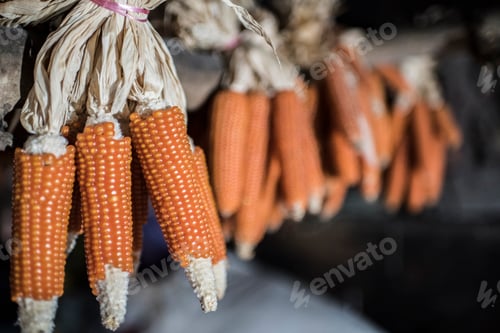 Preview: Sweetcorn in a traditional Batak House, Lake Toba (Danau Toba), North Sumatra, Indonesia, Asia