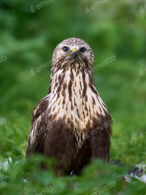 Preview: Rough-legged buzzard (Buteo lagopus)