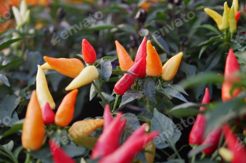 Preview: Chilli plant in the garden,