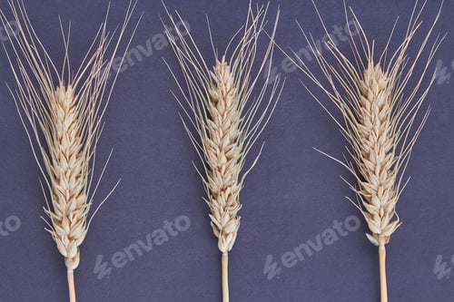 Preview: Vertical shot of three dried wheat ears spikiletes.