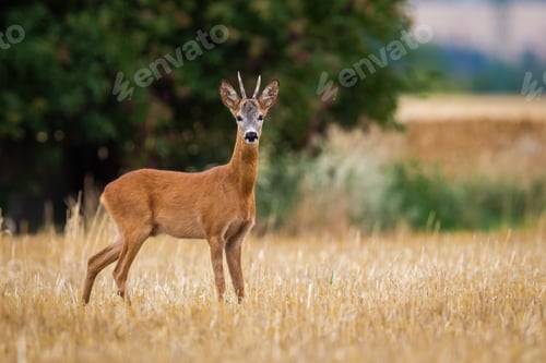 Preview: Roe deer looking to the camera on stubble in summer