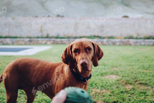 Preview: dog