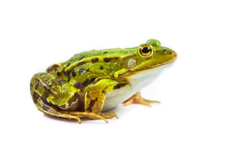 Preview: Male green Frog on white