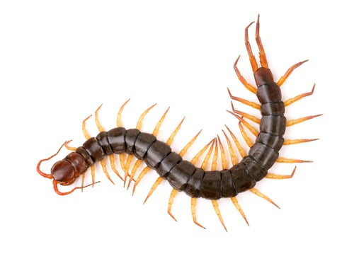 Preview: centipede isolated on white background