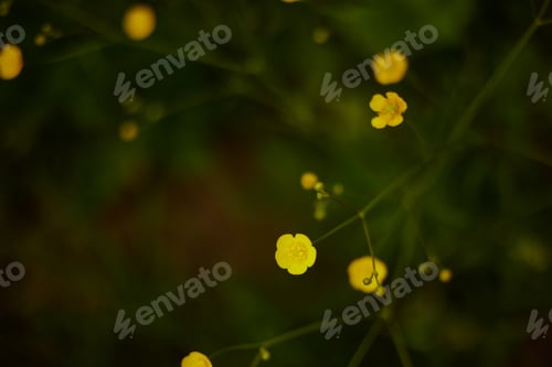 Preview: Green summer background. Bright foliage. Grass. The sun. Spring.