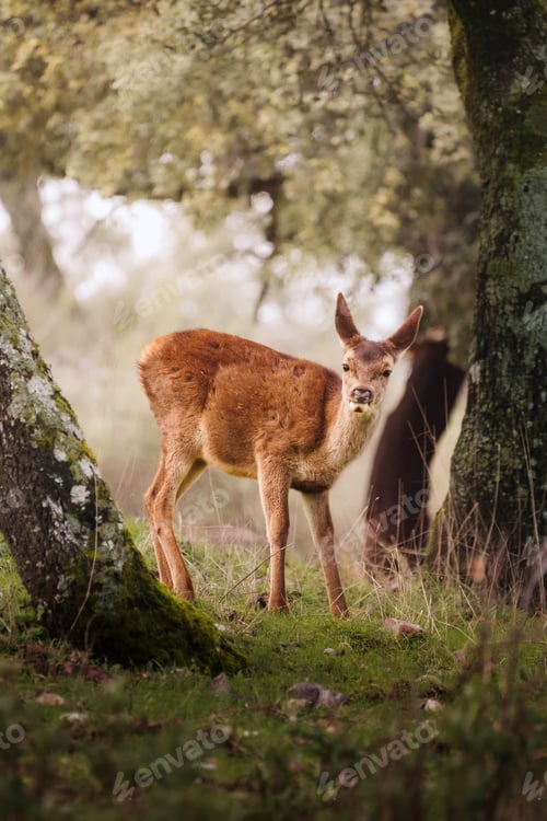 Preview: Young deer standing in forest looking at camera