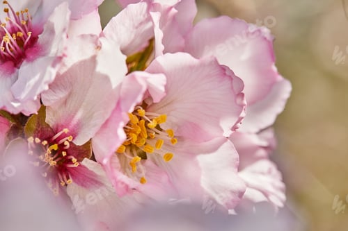 Preview: Blooming almond tree flowers close up, high resolution