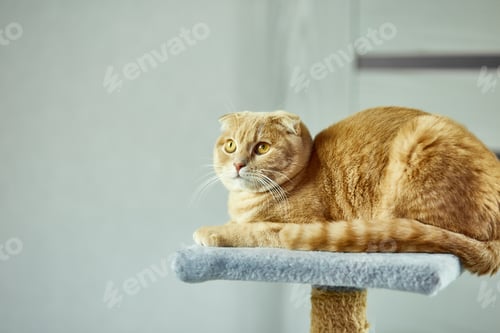 Preview: Bored cute british cat lying down on top of cat scratcher at home
