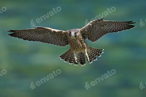 Preview: Peregrine falcon (Falco peregrinus)