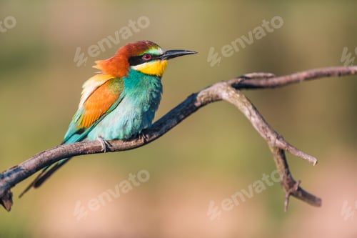 Preview: European bee-eater - Merops apiaster - on a branch in the morning