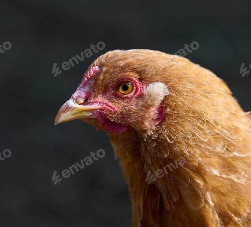Preview: Domestic chicken walking outdoors on a summer day