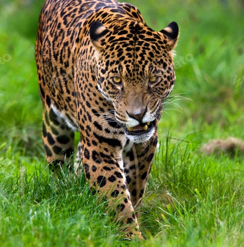 Preview: Jaguar