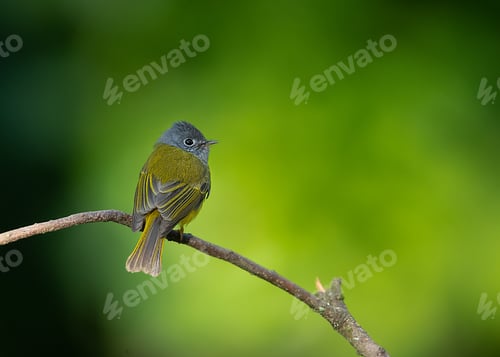 Preview: Canery flycatcher