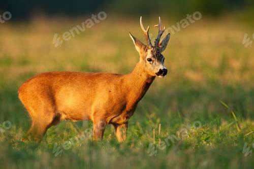 Preview: Roe deer buck standing on a stubble field in summer at sunset