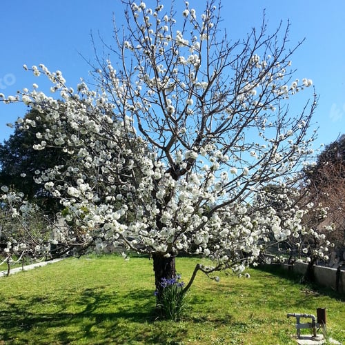Preview: Cherry tree in full bloom with white flowers