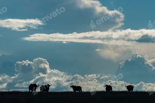Preview: African Buffalo (Syncerus caffer aka Cape Buffalo) at El Karama Ranch, Laikipia County, Kenya