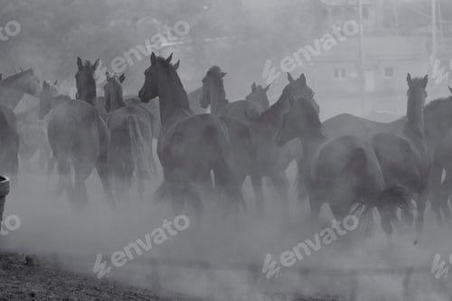 Vista previa: Caballos