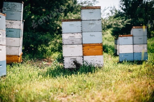 Preview: Honey Bees Flying & Working Around Beehive Boxes