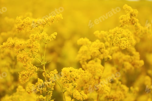 Preview: Yellow wildflowers in summer meadow. Selective focus.
