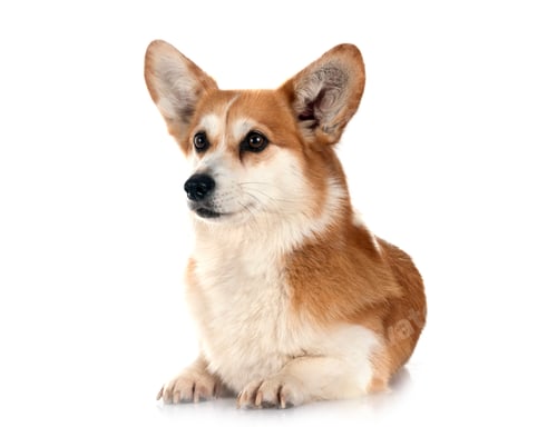 Preview: Pembroke Welsh Corgi