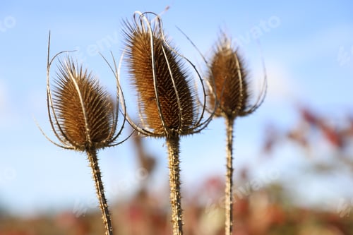 Preview: Dry plants in autumn