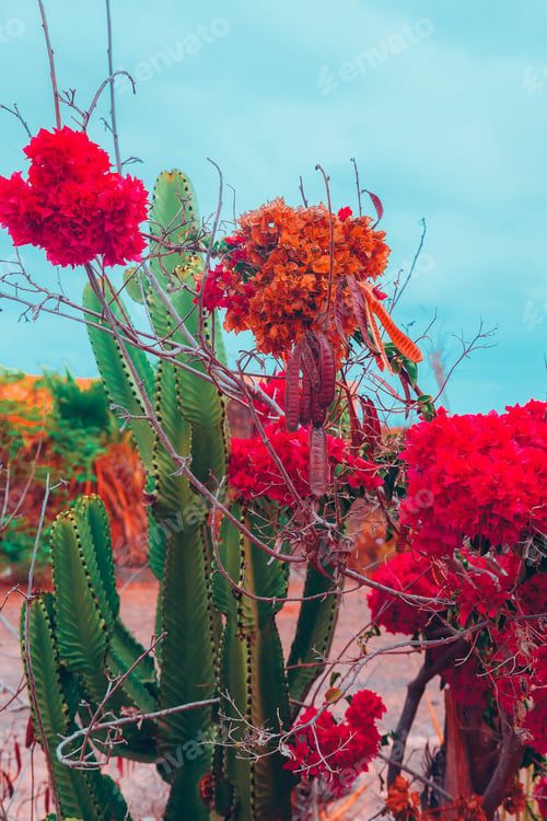 Preview: Canary islands Plants. Plant lover concept art