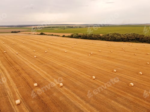 Preview: Aerial view crop wheat rolls of straw in field