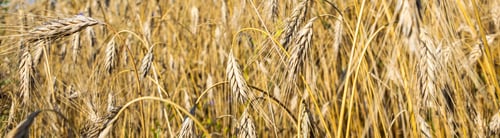 Preview: ears of ripe barley. background