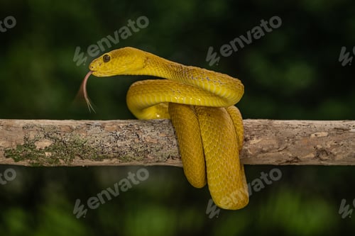 Preview: White-lipped pit viper snake reptile perched on a tree in a lush green environment