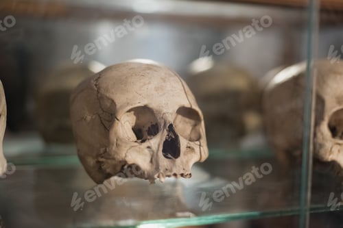 Preview: Human Skull