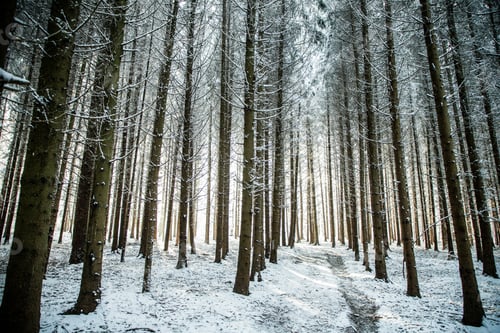 Preview: beautiful winter landscape snow covered pine forest