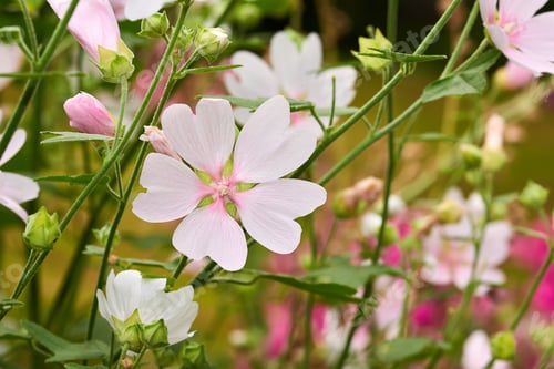 Preview: Flowers in our garden
