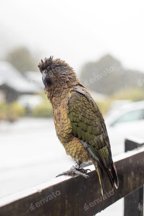 Preview: Colorful kea parrot posing in rainy landscape. Wild kea parrot in the Arthurs Pass, New Zealand.