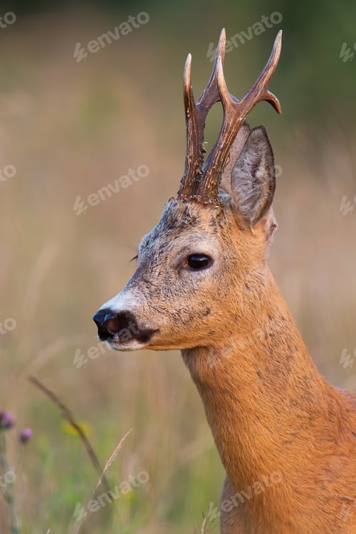Preview: Roe deer buck looking on field in summer nature in detail