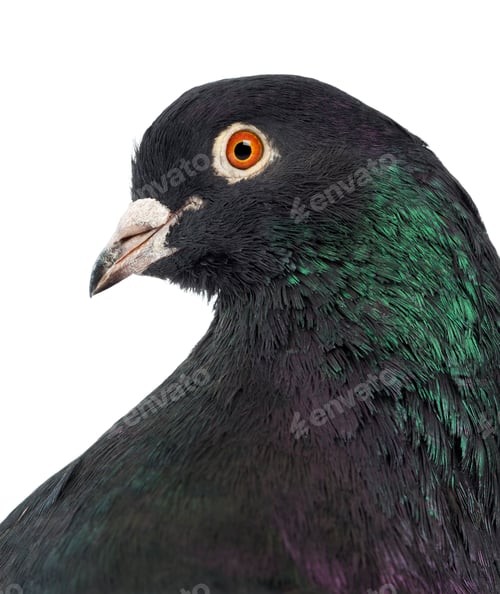 Preview: Close-up of a Pigeon in front of white background