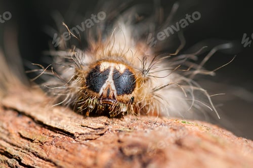 Preview: Caterpillar on plant branch in forest